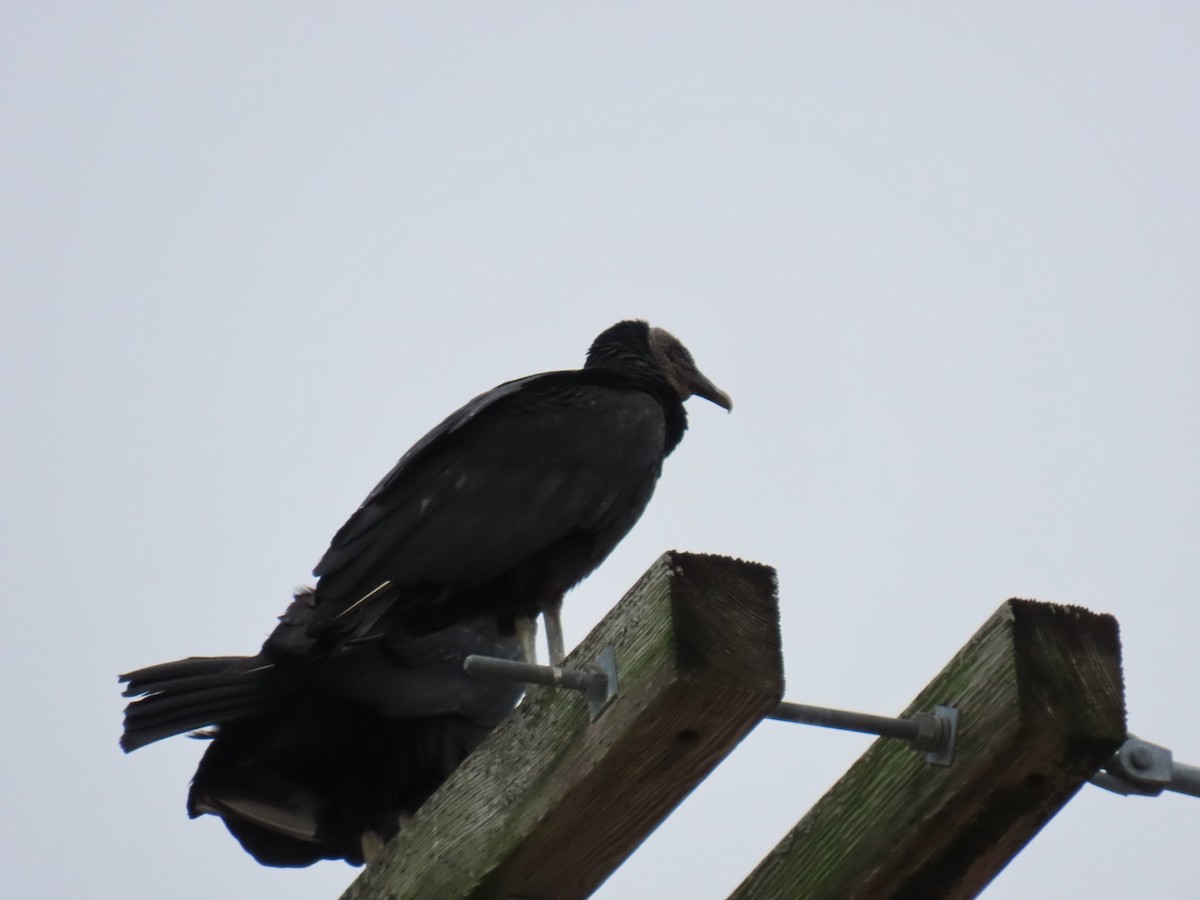 Чёрная катарта - ML646996374