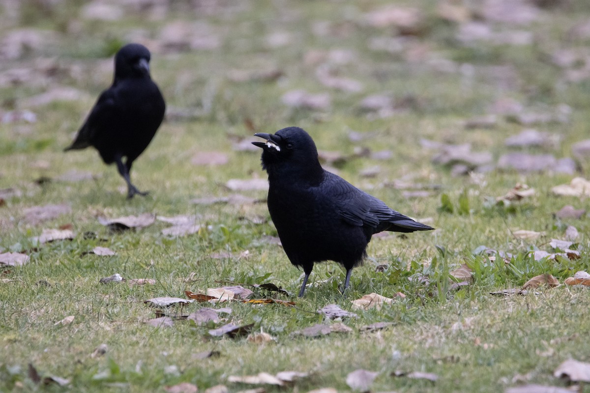 Amerikakrähe - ML646996376