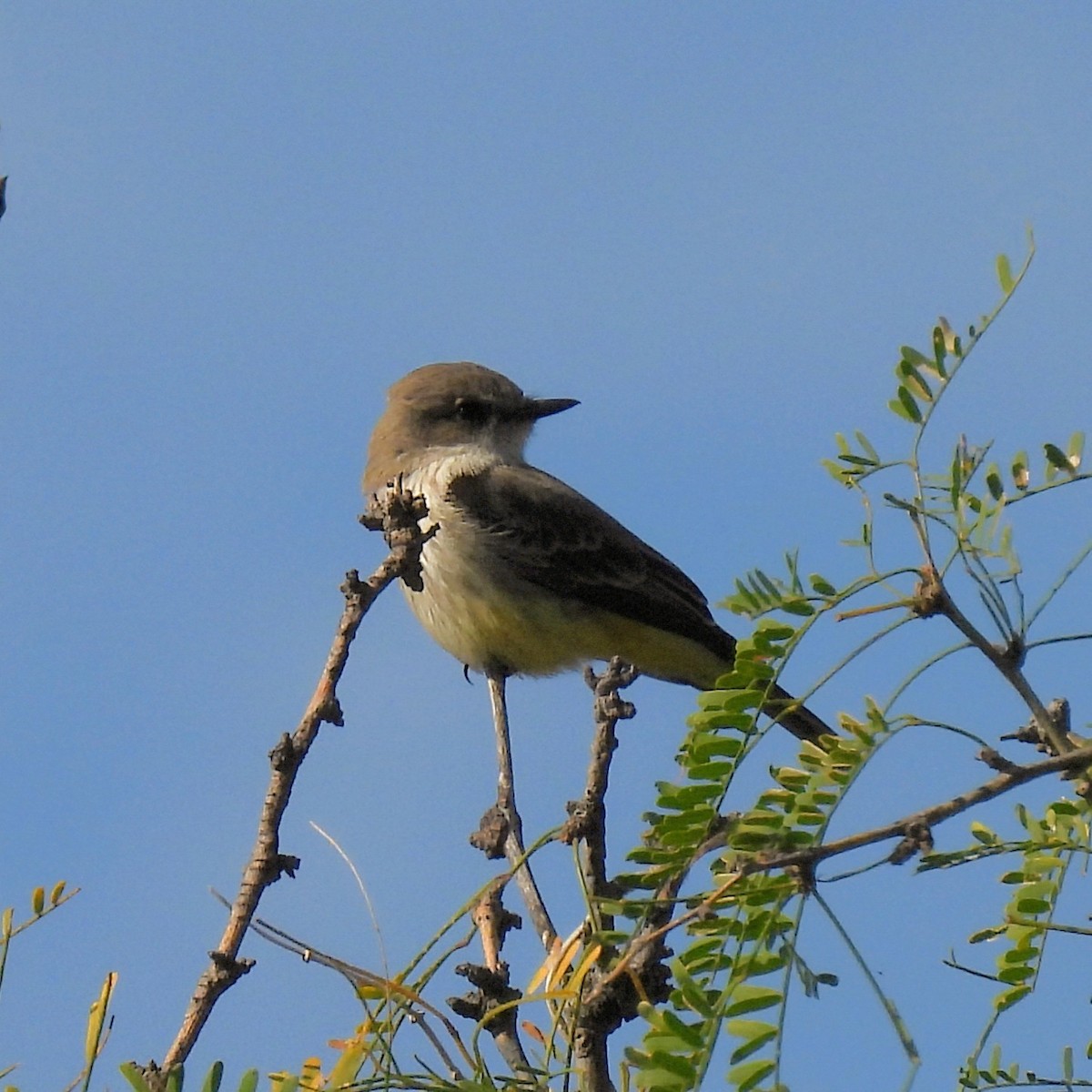 Vermilion Flycatcher - ML646996378