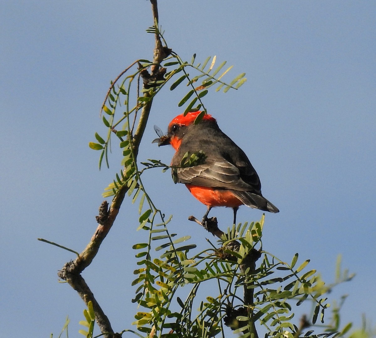 Vermilion Flycatcher - ML646996379