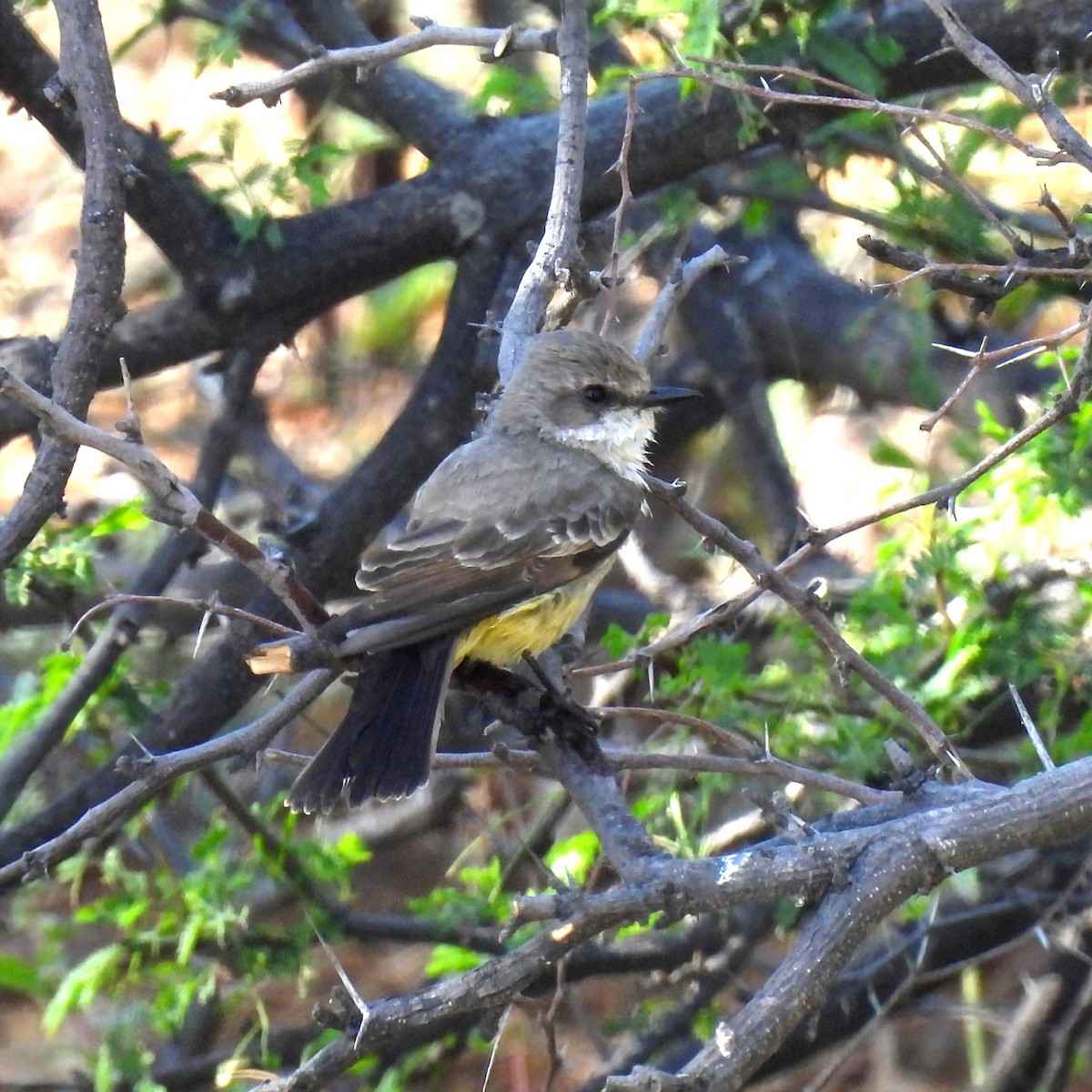 Vermilion Flycatcher - ML646996380