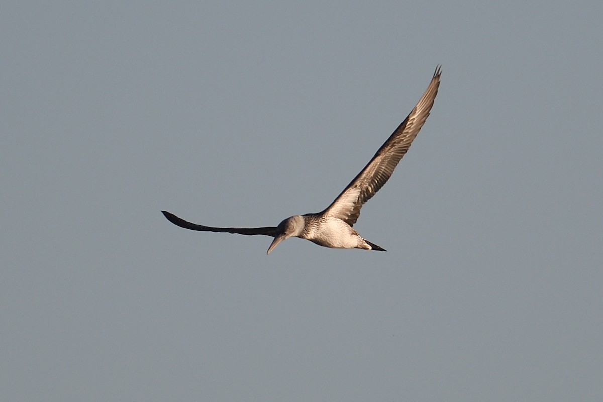 סולה מצויה - ML646996385