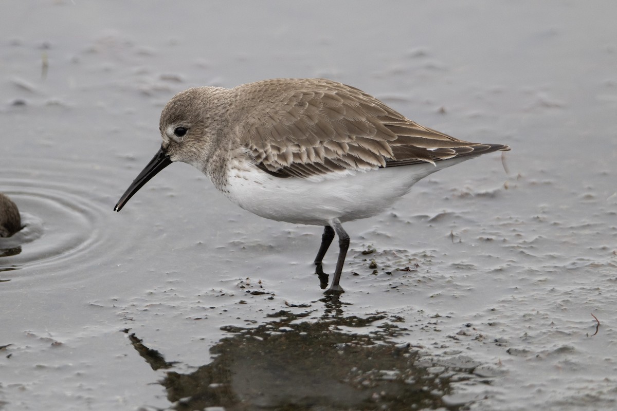 Alpenstrandläufer - ML646996386