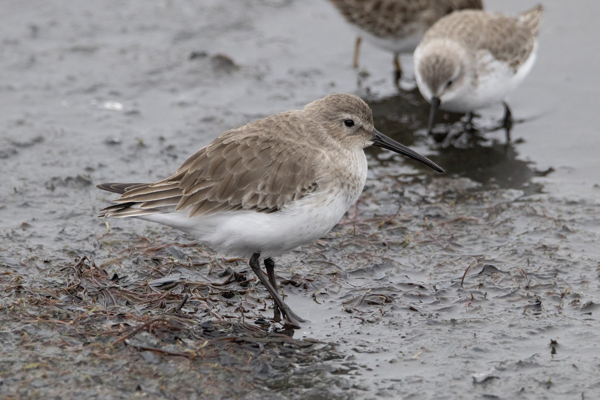 Alpenstrandläufer - ML646996387