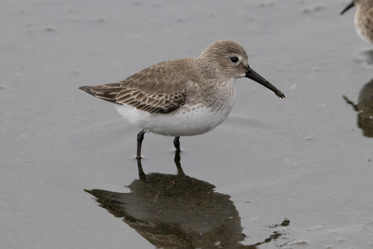 Alpenstrandläufer - ML646996388