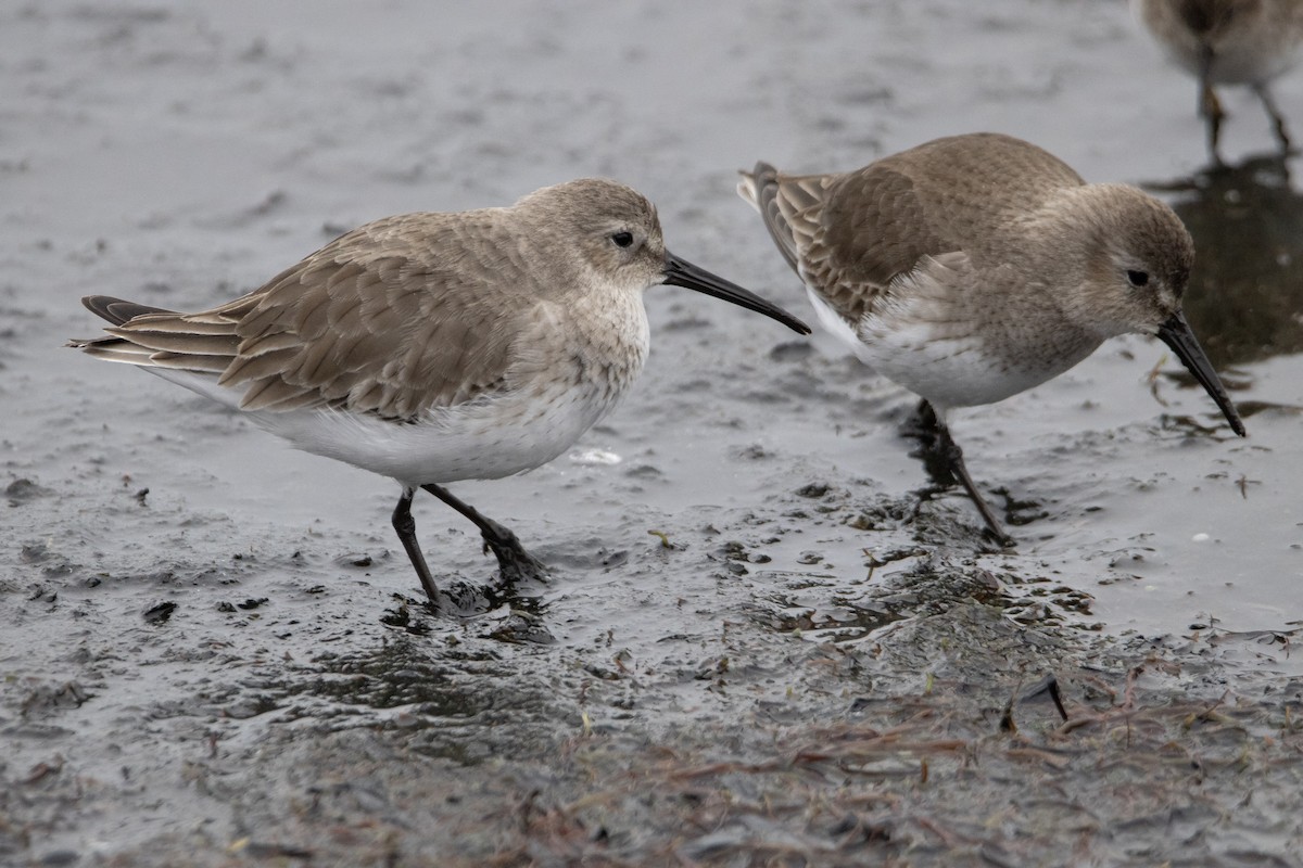 Alpenstrandläufer - ML646996389