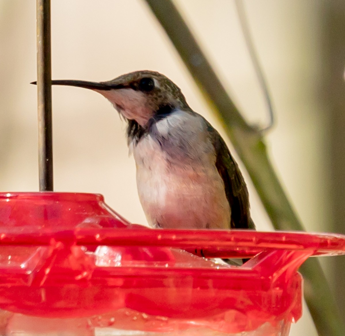 Black-chinned Hummingbird - ML646996391