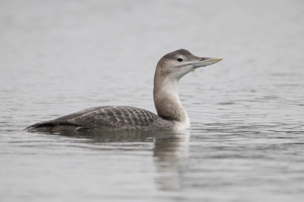 Gelbschnabeltaucher - ML646996393