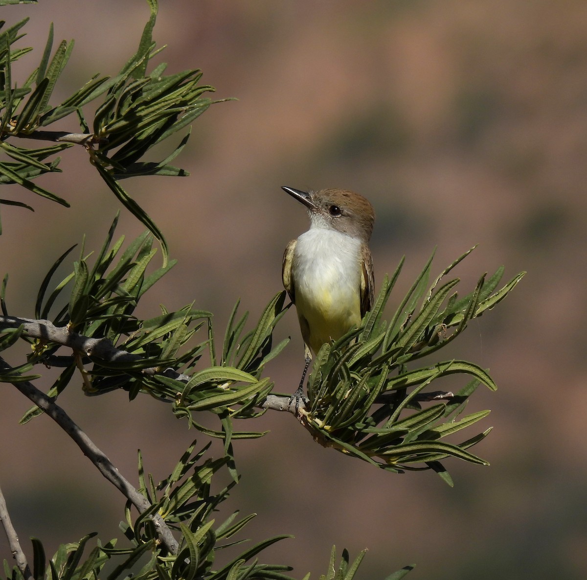 Ash-throated Flycatcher - ML646996394