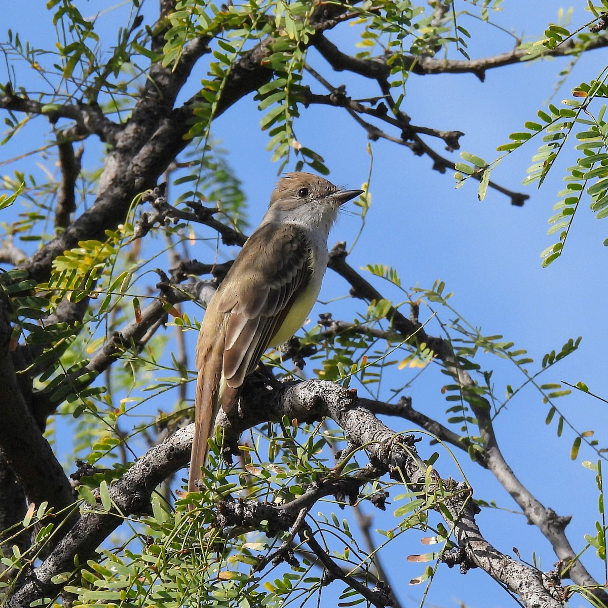 Ash-throated Flycatcher - ML646996395