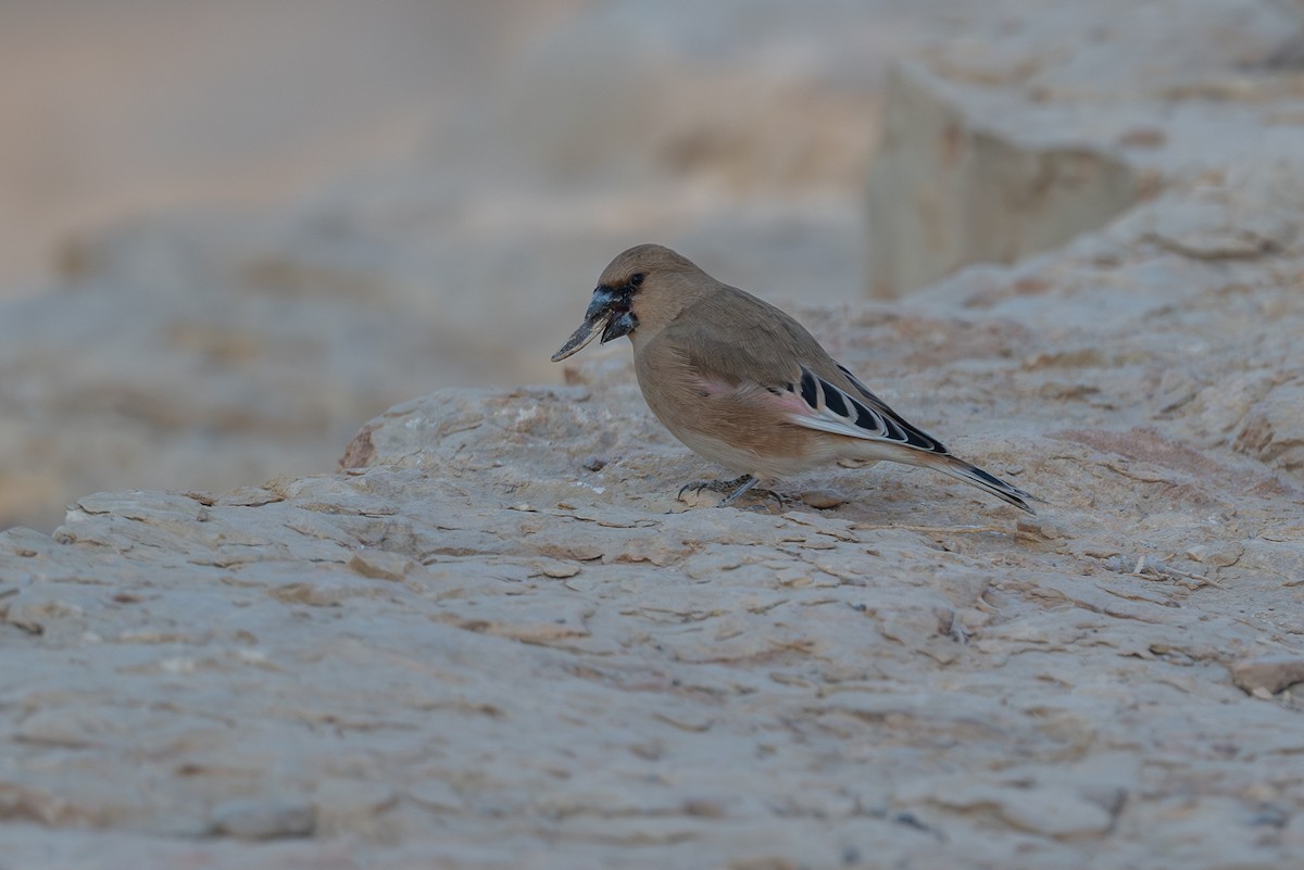 חצוצרן שחור-מקור - ML646996396