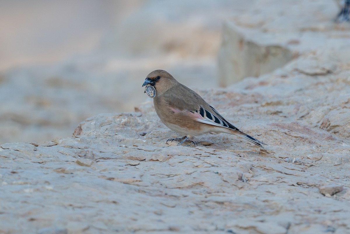 חצוצרן שחור-מקור - ML646996397