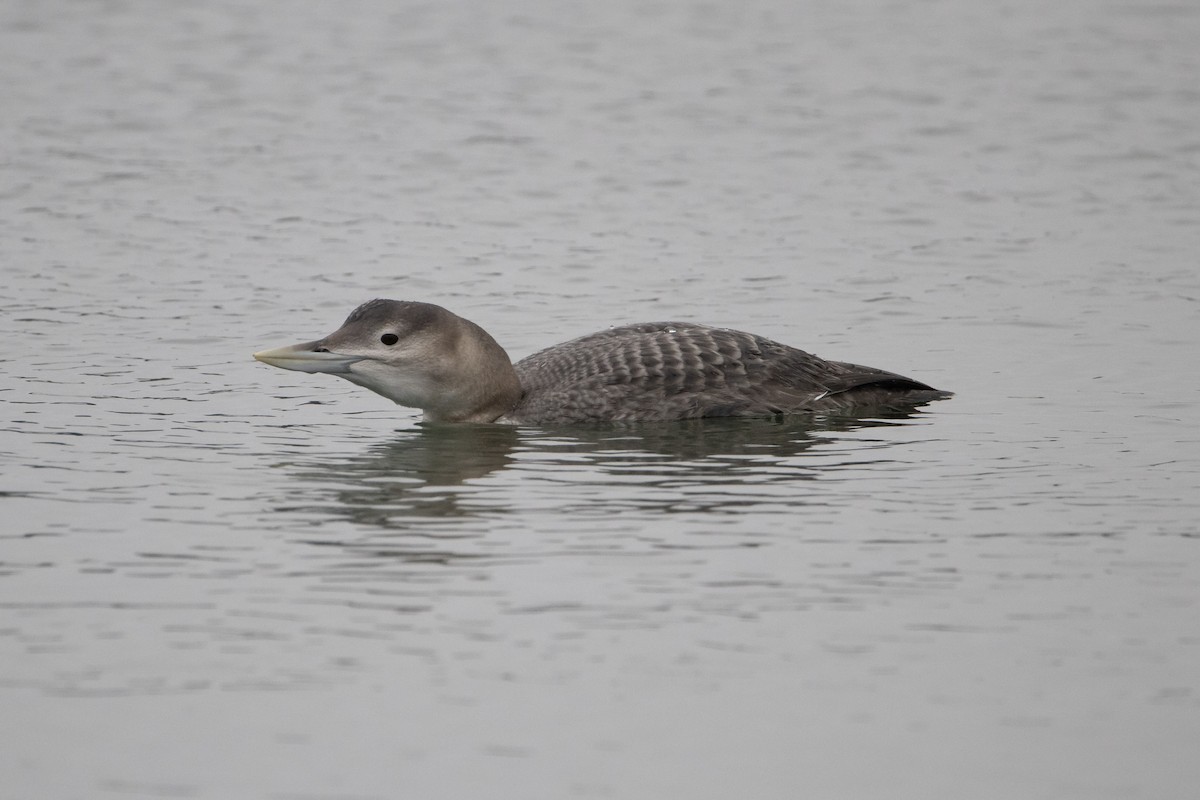 Gelbschnabeltaucher - ML646996400