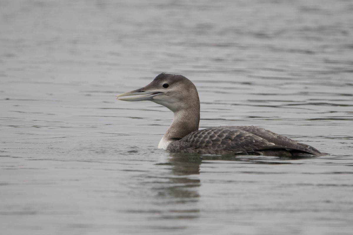 Gelbschnabeltaucher - ML646996401