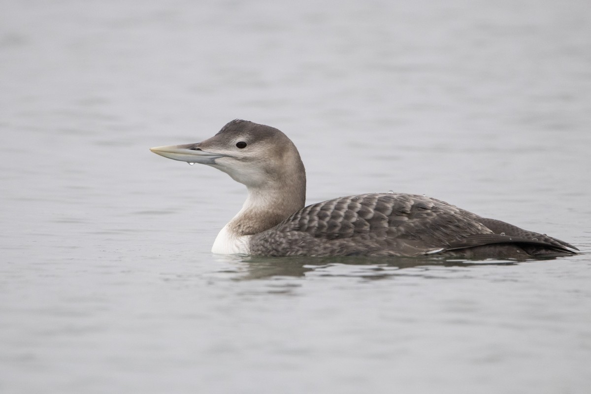 Gelbschnabeltaucher - ML646996402