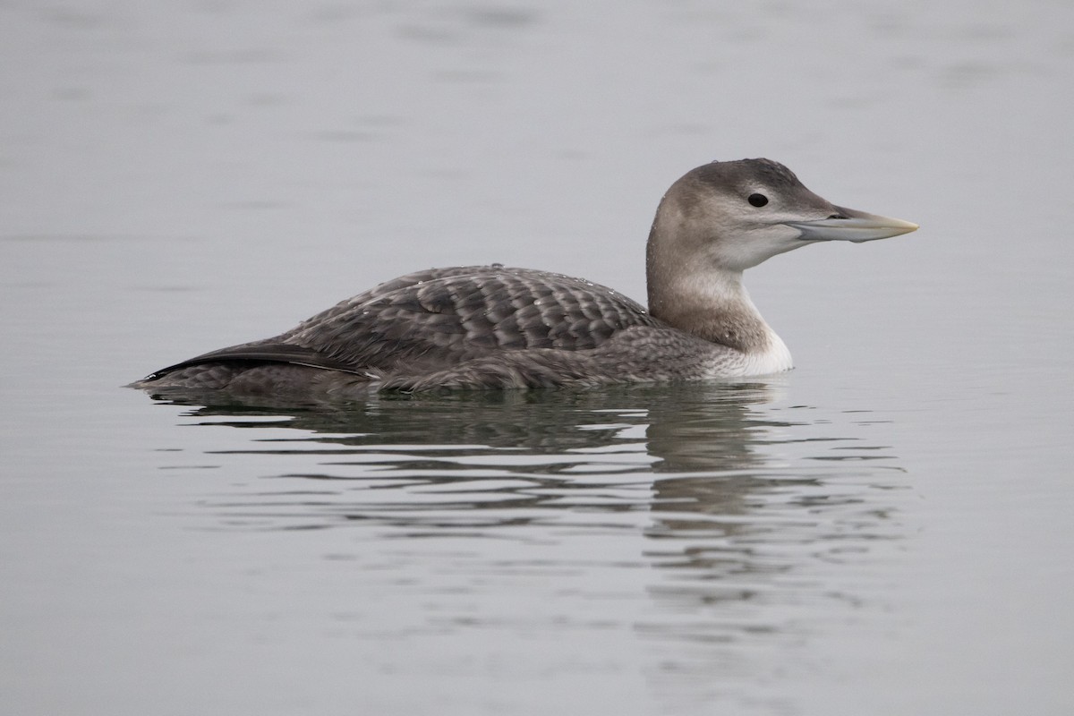 Gelbschnabeltaucher - ML646996404