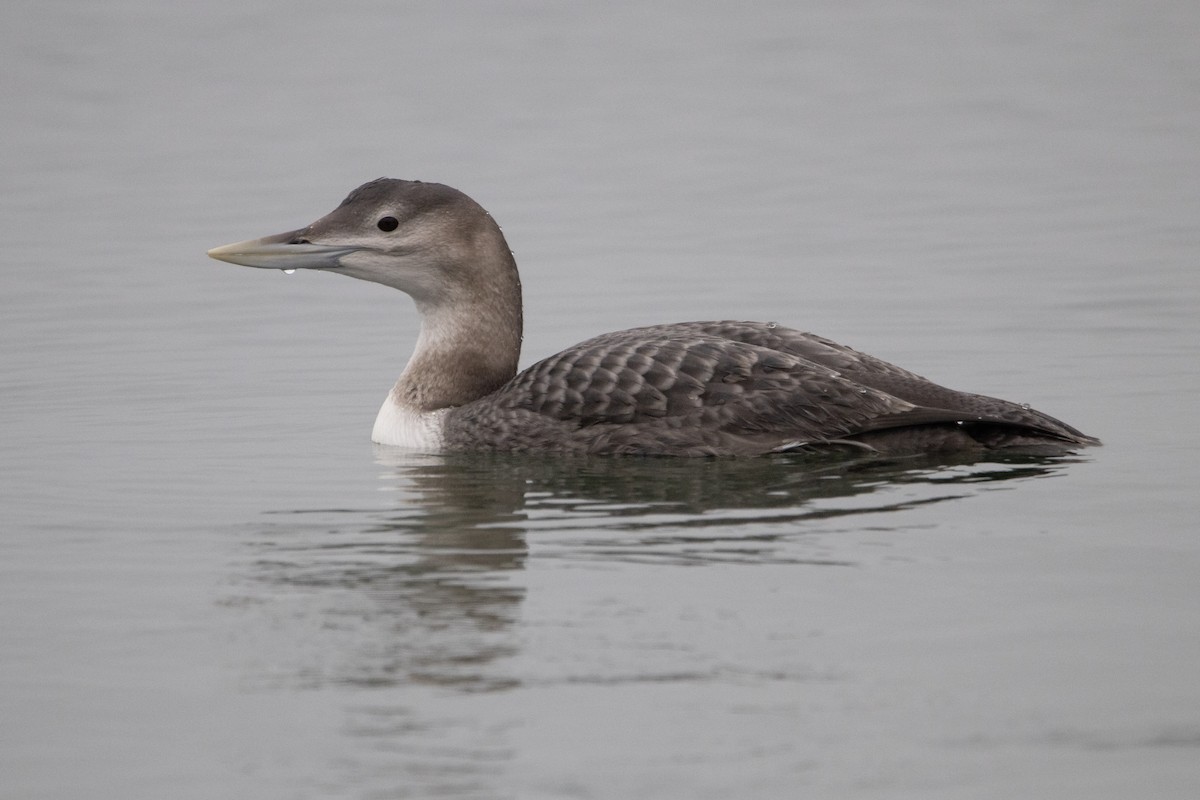 Gelbschnabeltaucher - ML646996405