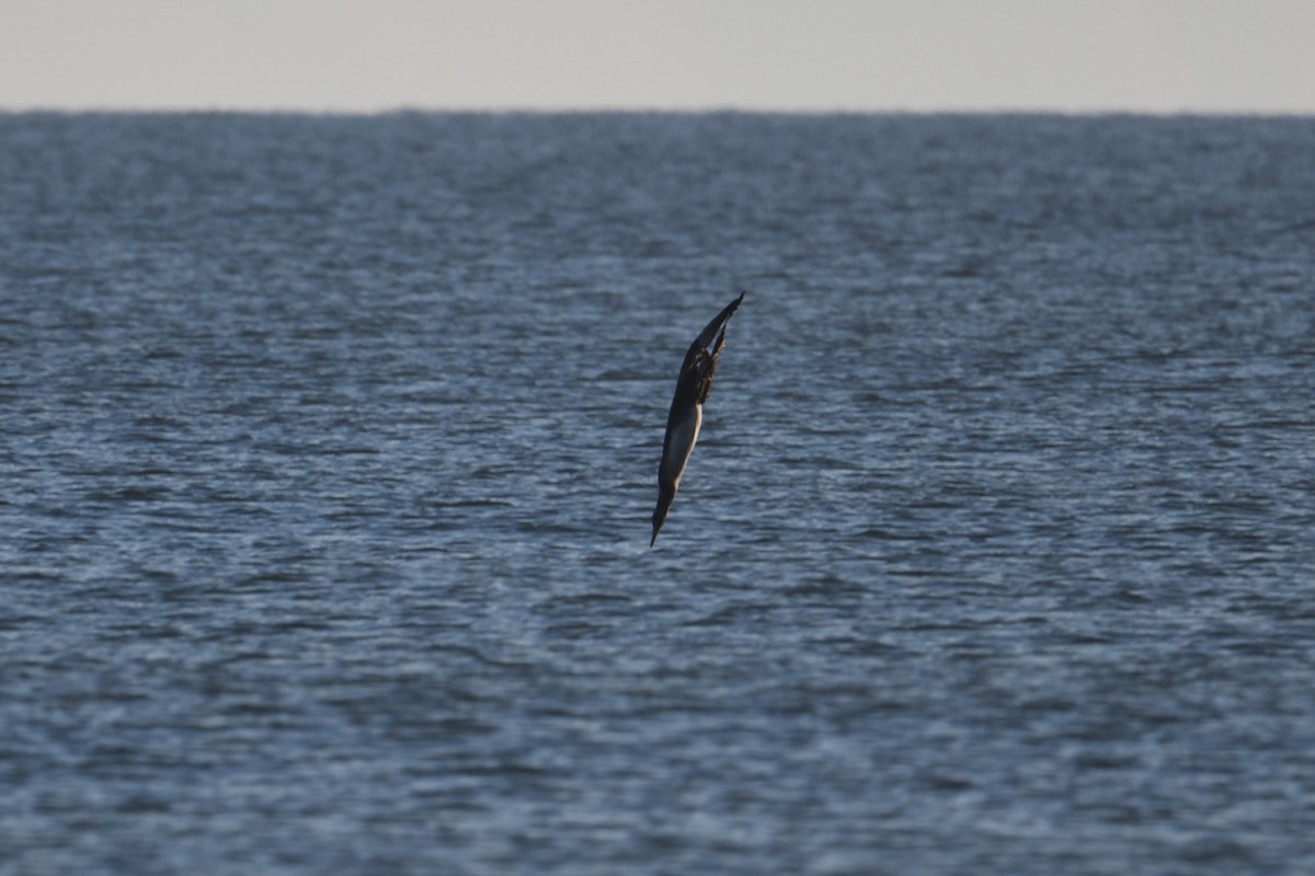סולה מצויה - ML646996406