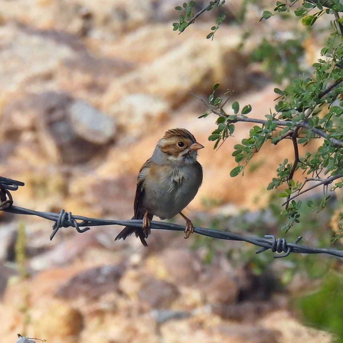 Clay-colored Sparrow - ML646996410