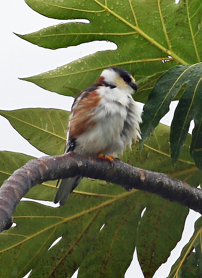 Pearl Kite - ML646996413