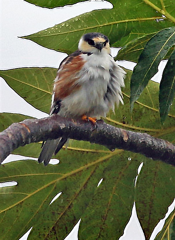 Pearl Kite - ML646996414