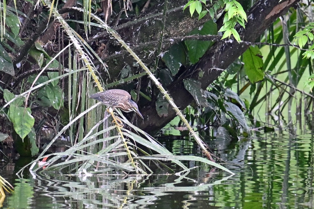 Garcilla Azulada - ML646996420