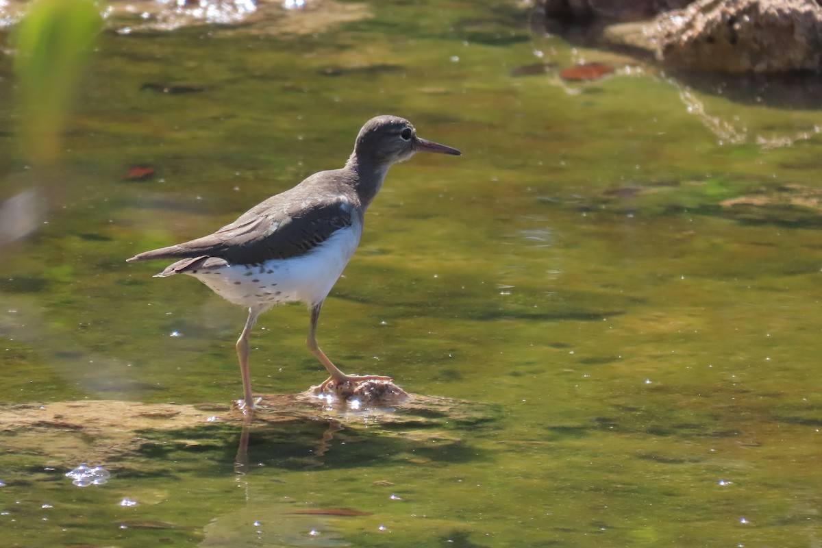 Andarríos Maculado - ML646996425