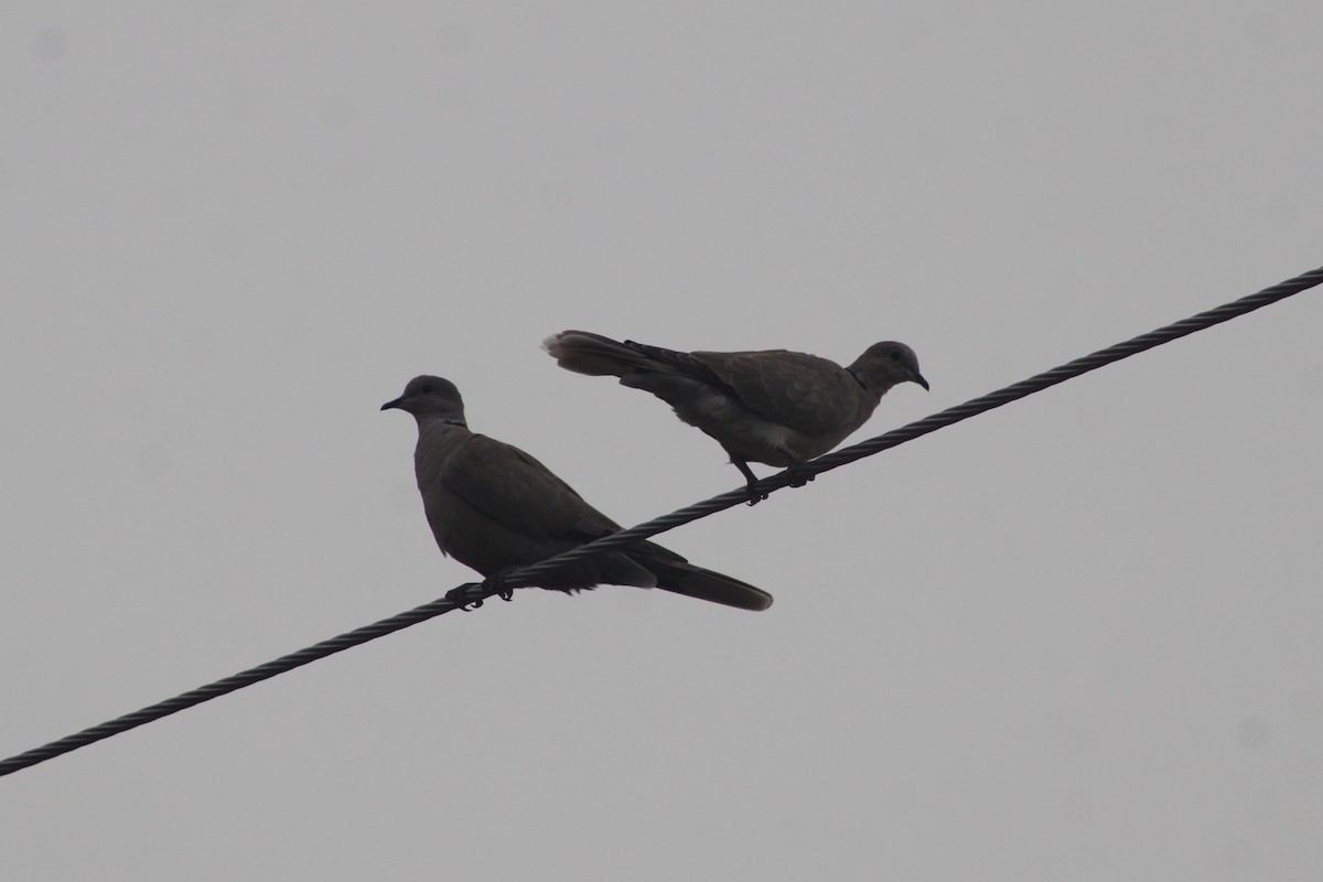 Eurasian Collared-Dove - ML646996433