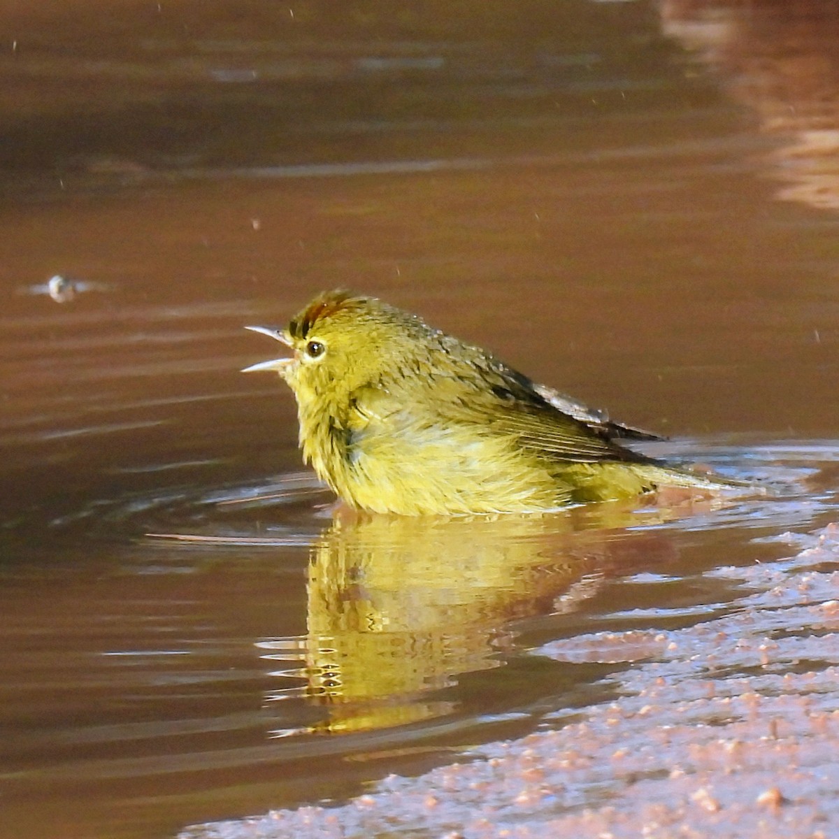 Orange-crowned Warbler - ML646996434
