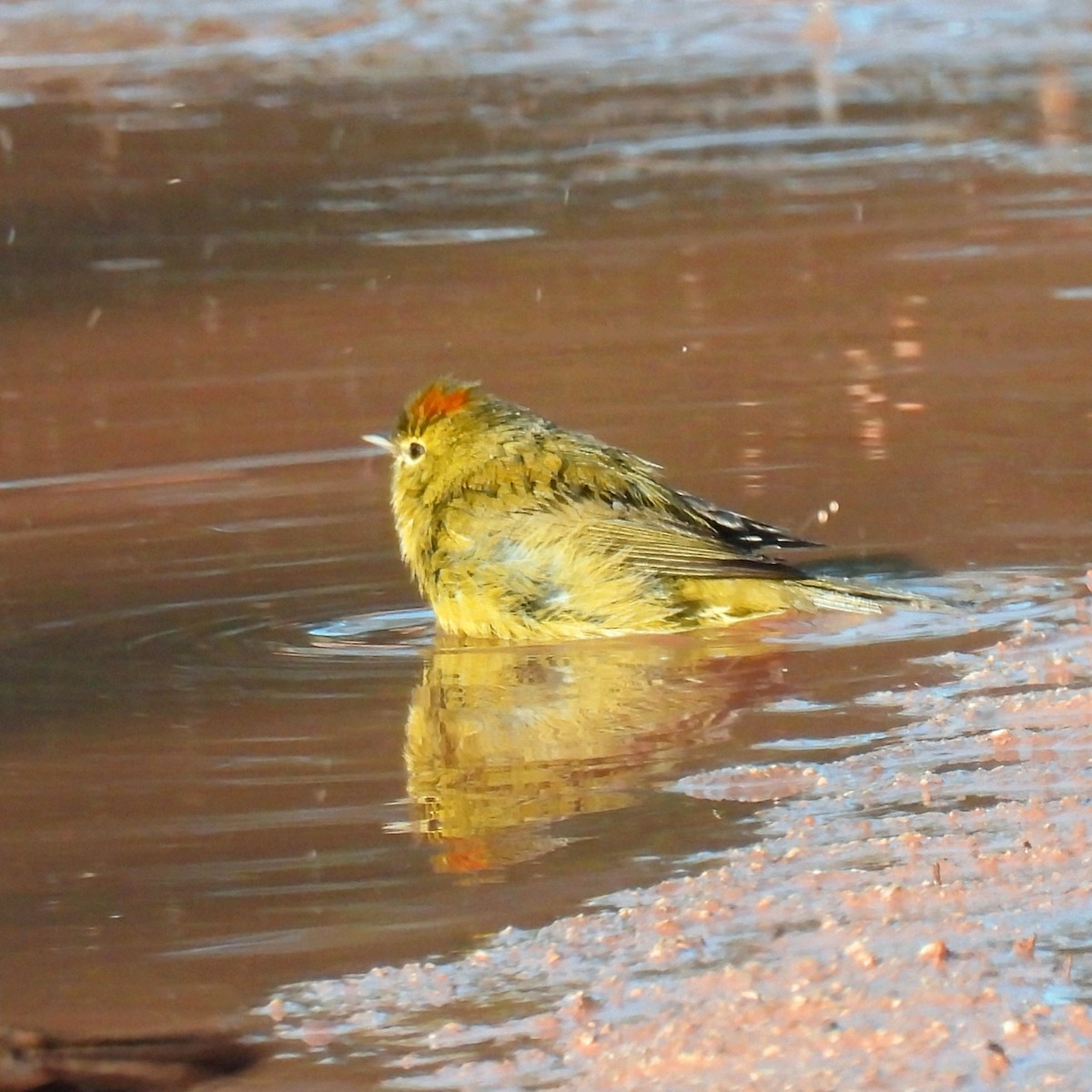 Orange-crowned Warbler - ML646996435