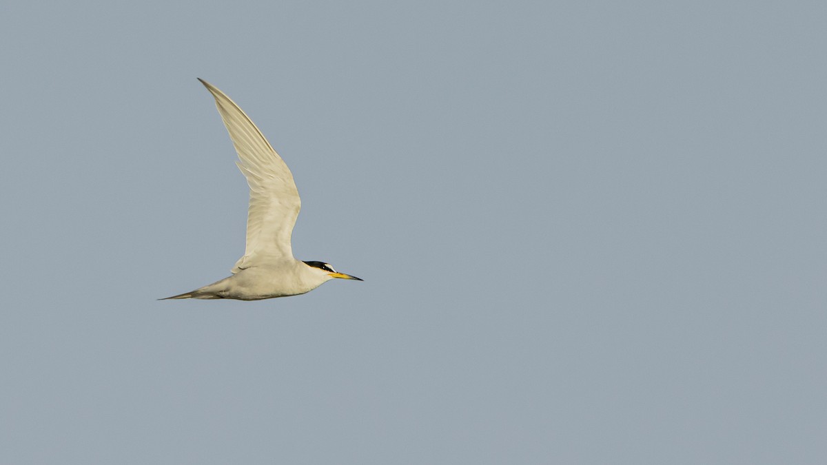 Peruseeschwalbe - ML646996438