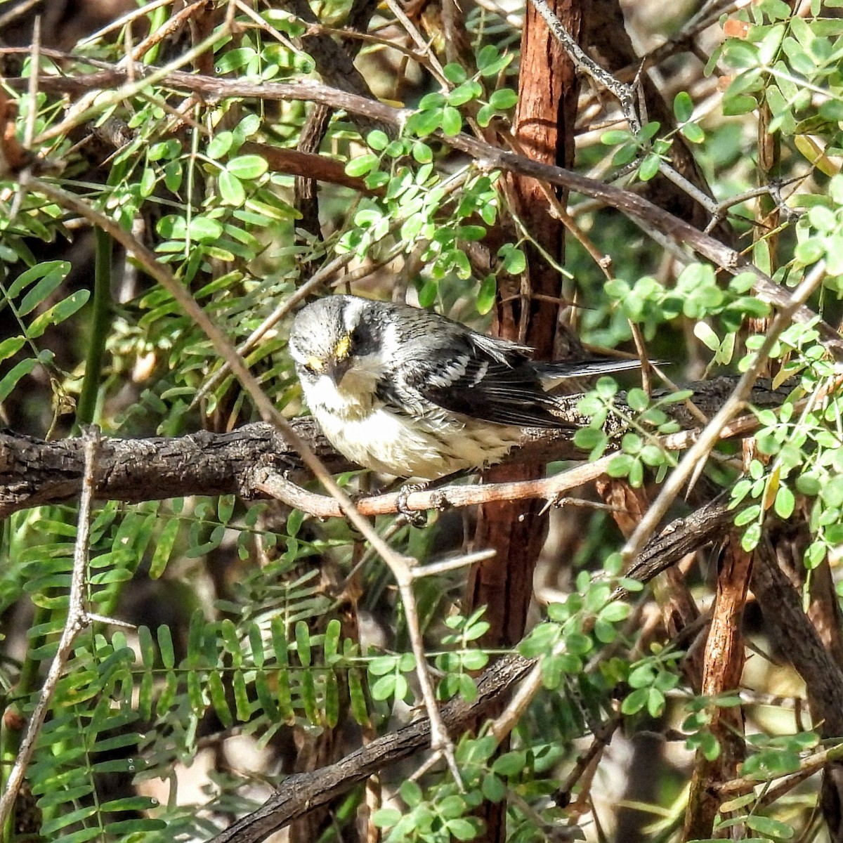 Black-throated Gray Warbler - ML646996439