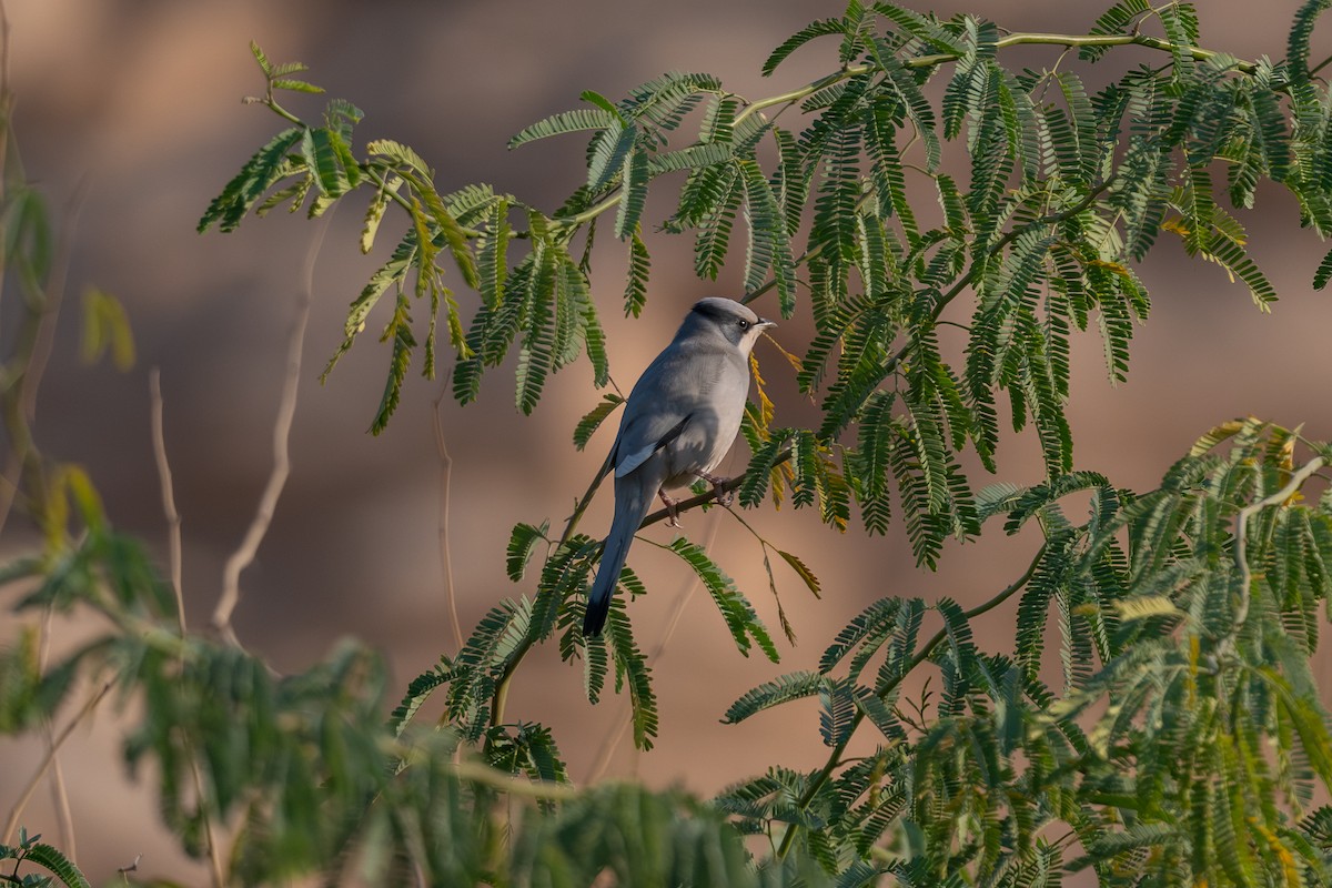 חיוורנית - ML646996452