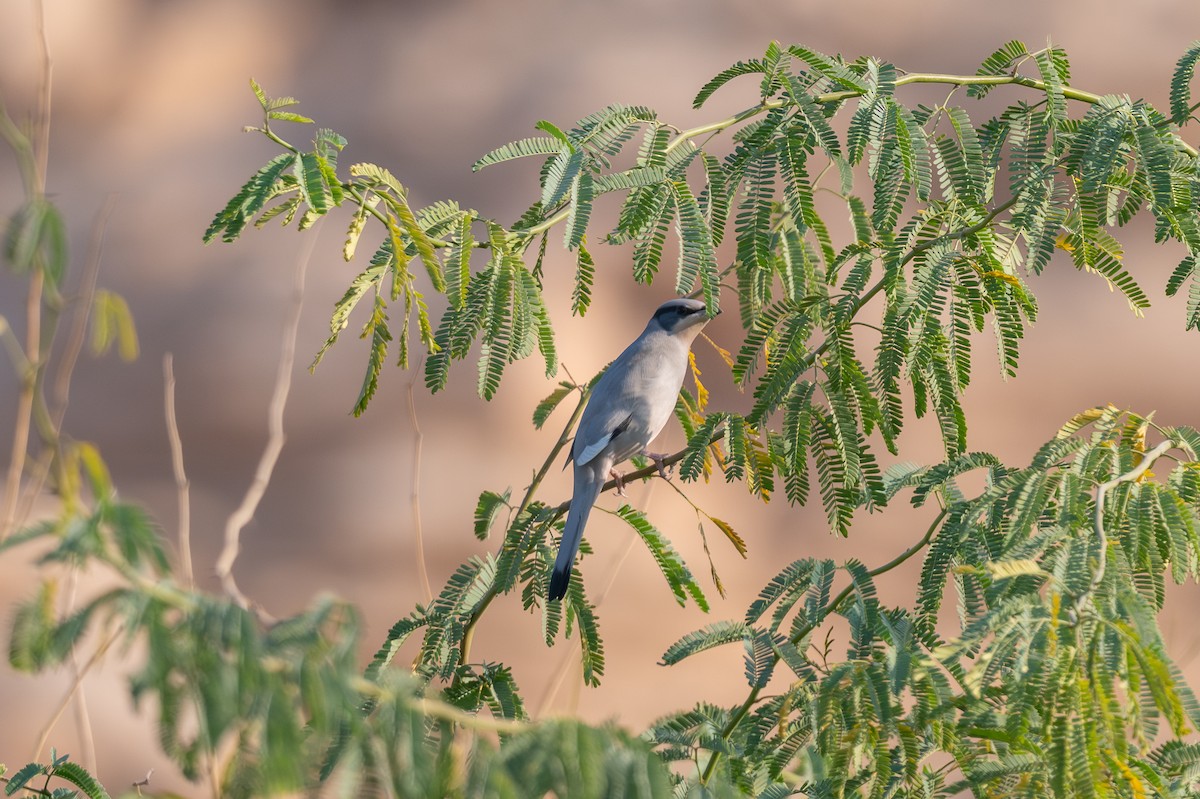 חיוורנית - ML646996453