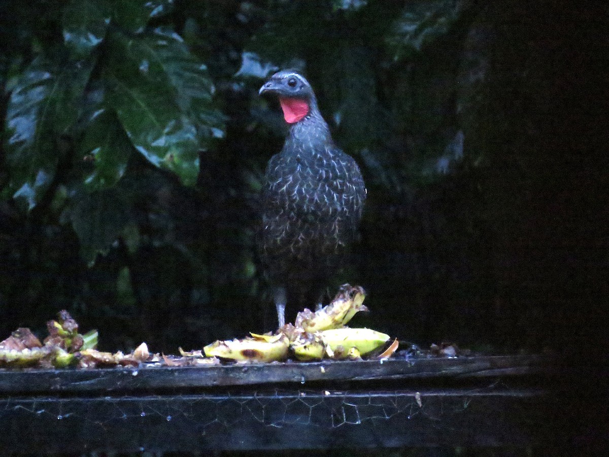 Pava Yacupemba - ML646996454