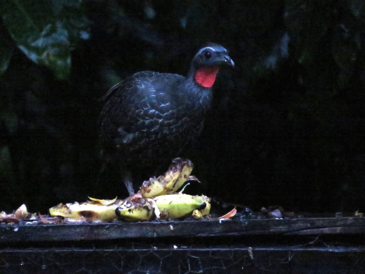 Pava Yacupemba - ML646996455