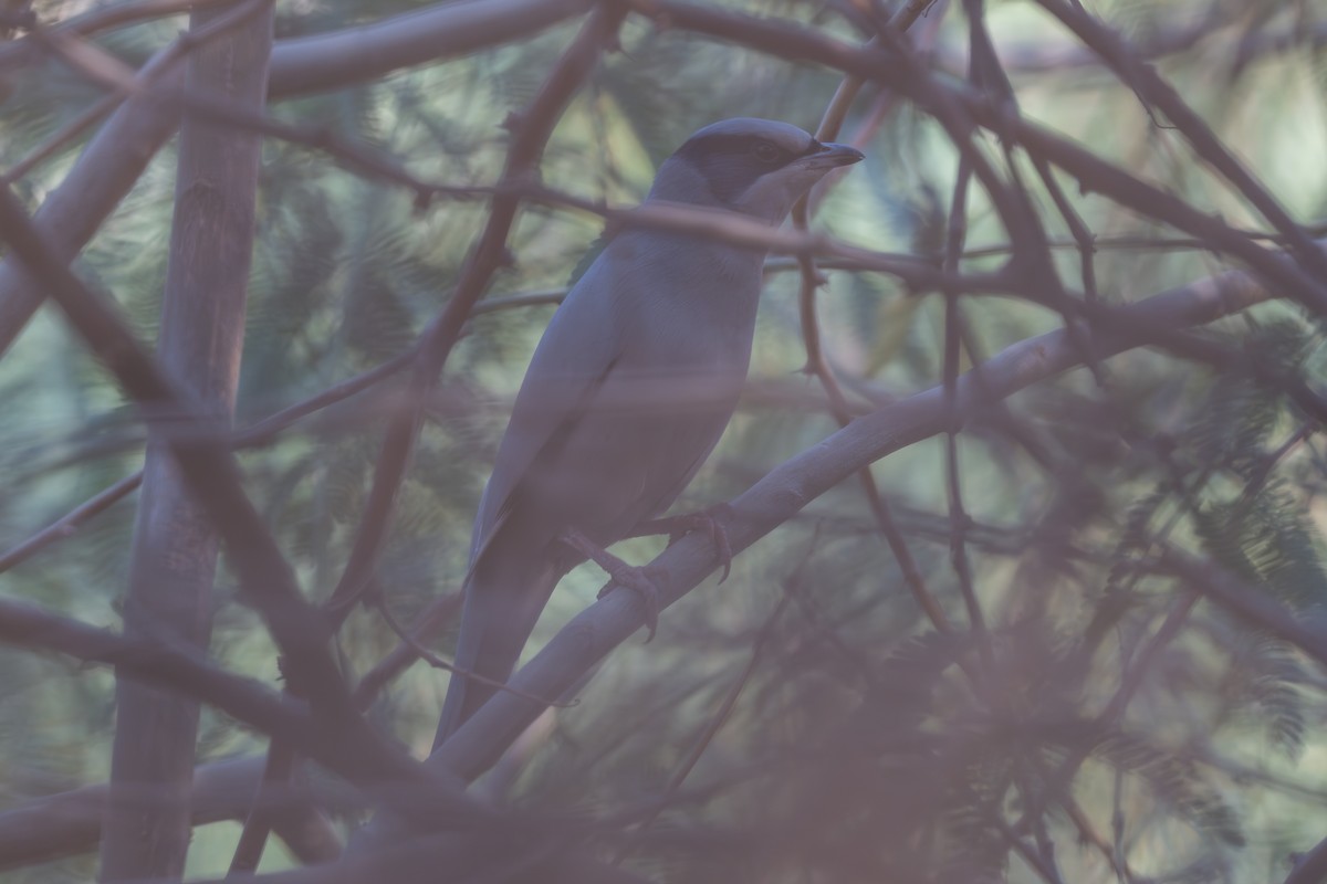 חיוורנית - ML646996456