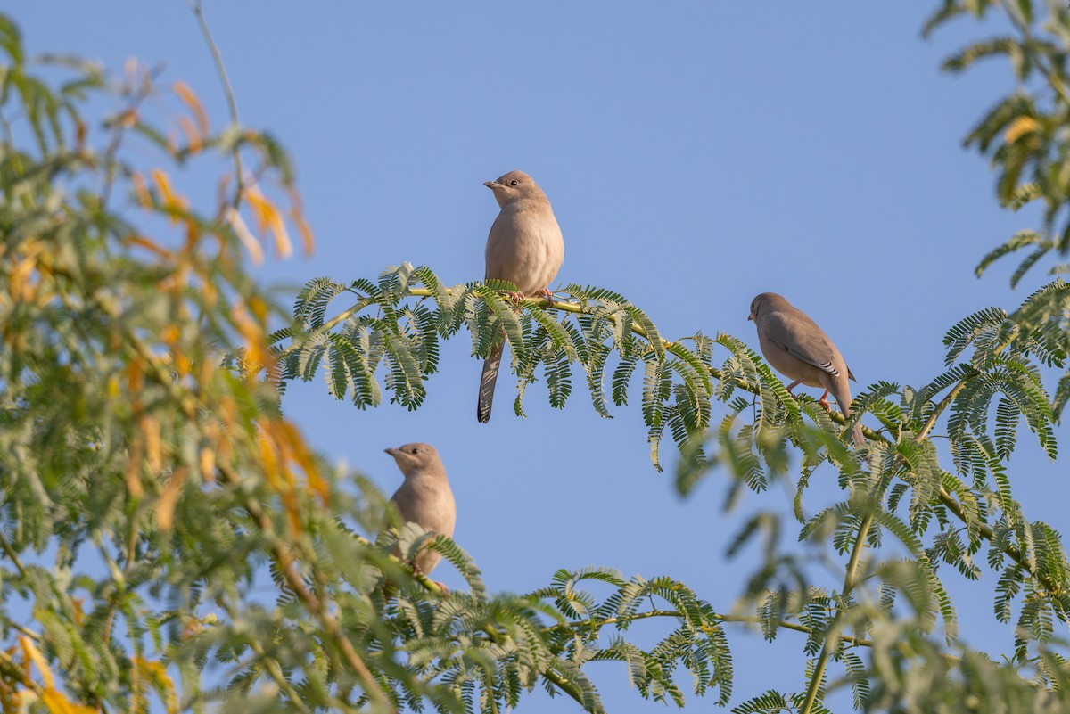 חיוורנית - ML646996457