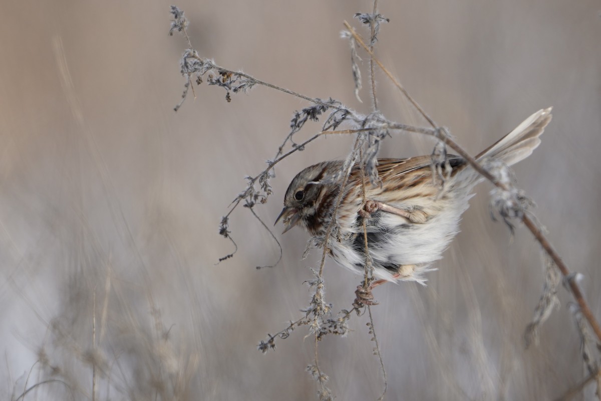 Song Sparrow - ML646996458