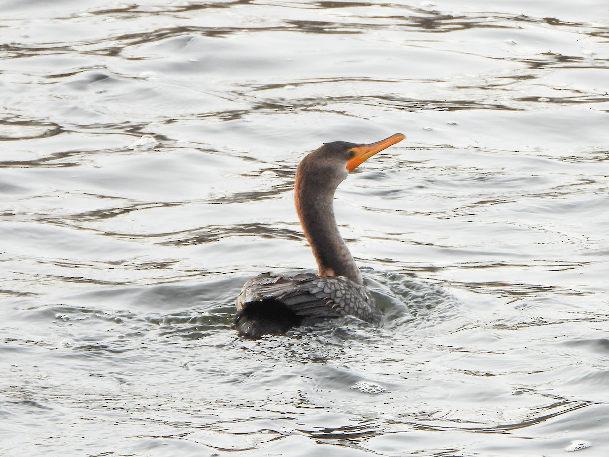 Double-crested Cormorant - ML646996460