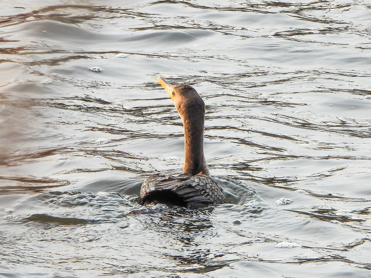 Double-crested Cormorant - ML646996461