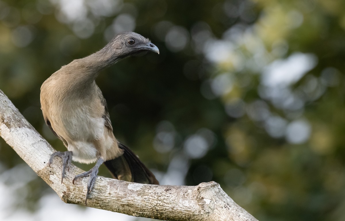 Chachalaca Norteña - ML646996462