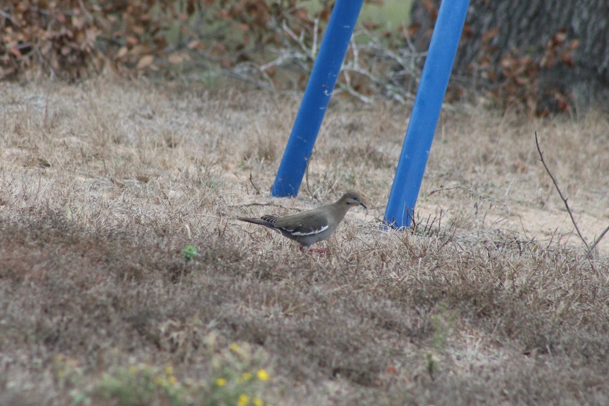 hrdlička bělavokřídlá - ML646996464