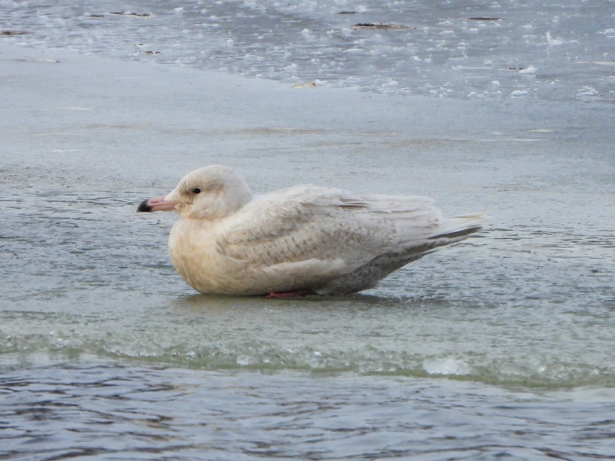 Glaucous Gull - ML646996469