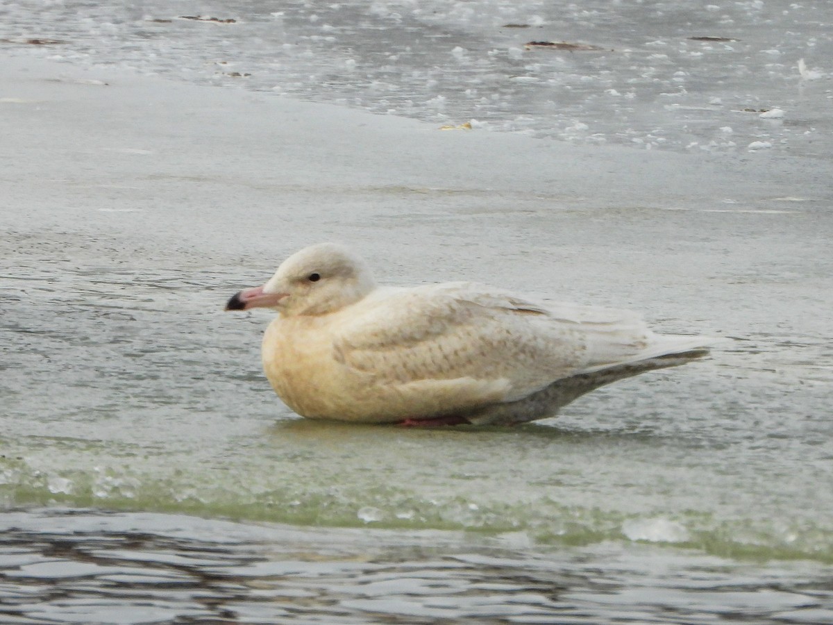 Glaucous Gull - ML646996470
