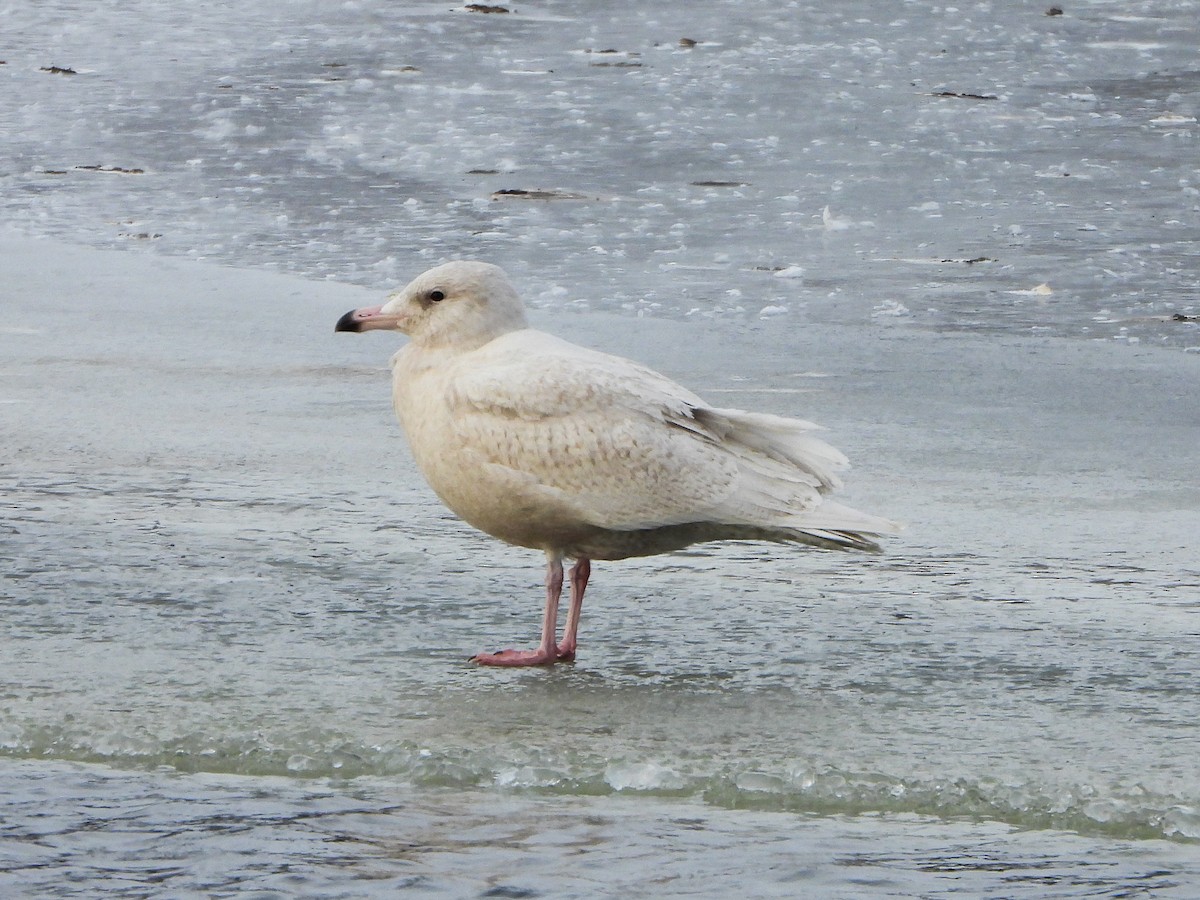 Glaucous Gull - ML646996471