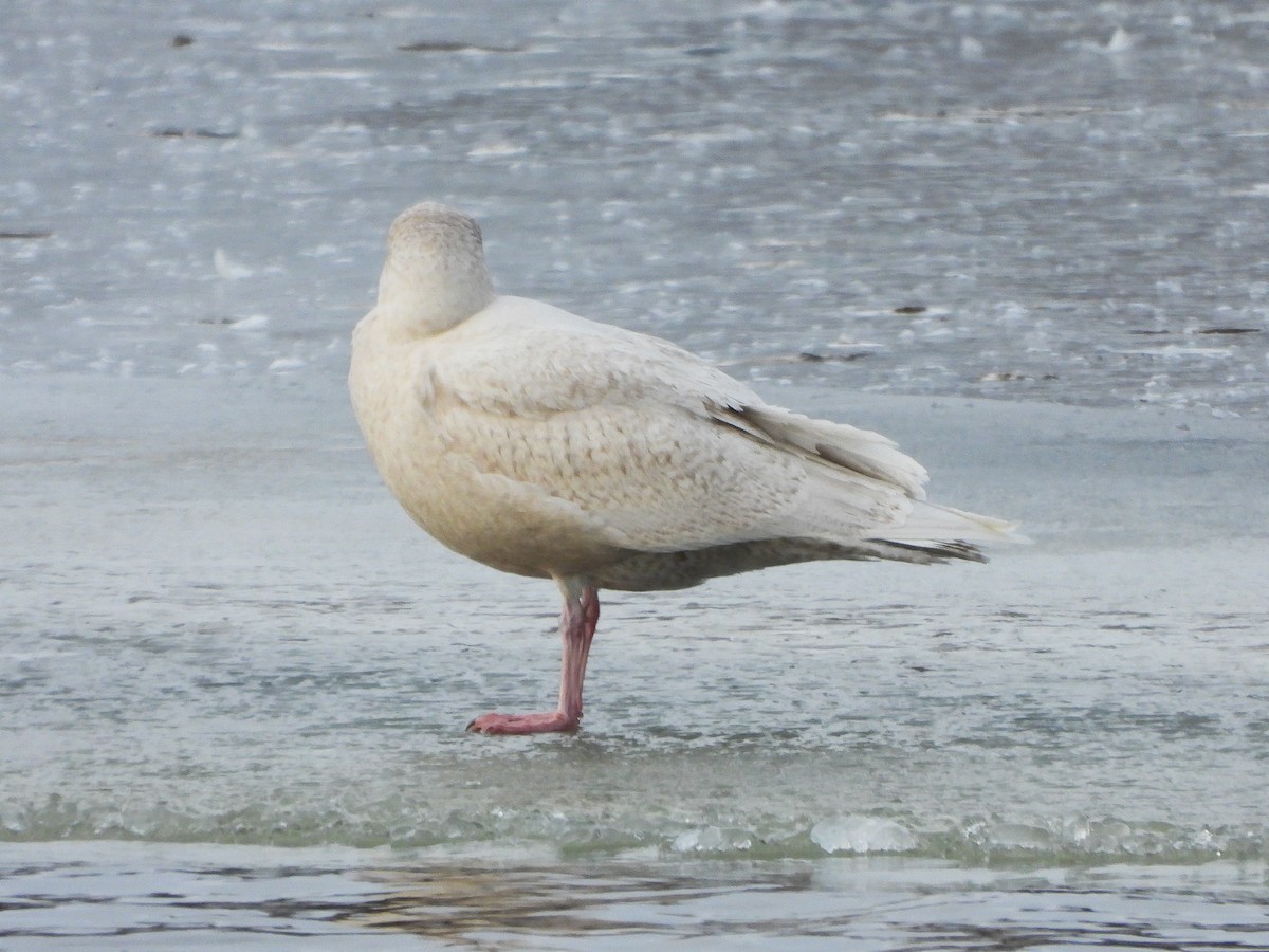 Glaucous Gull - ML646996472