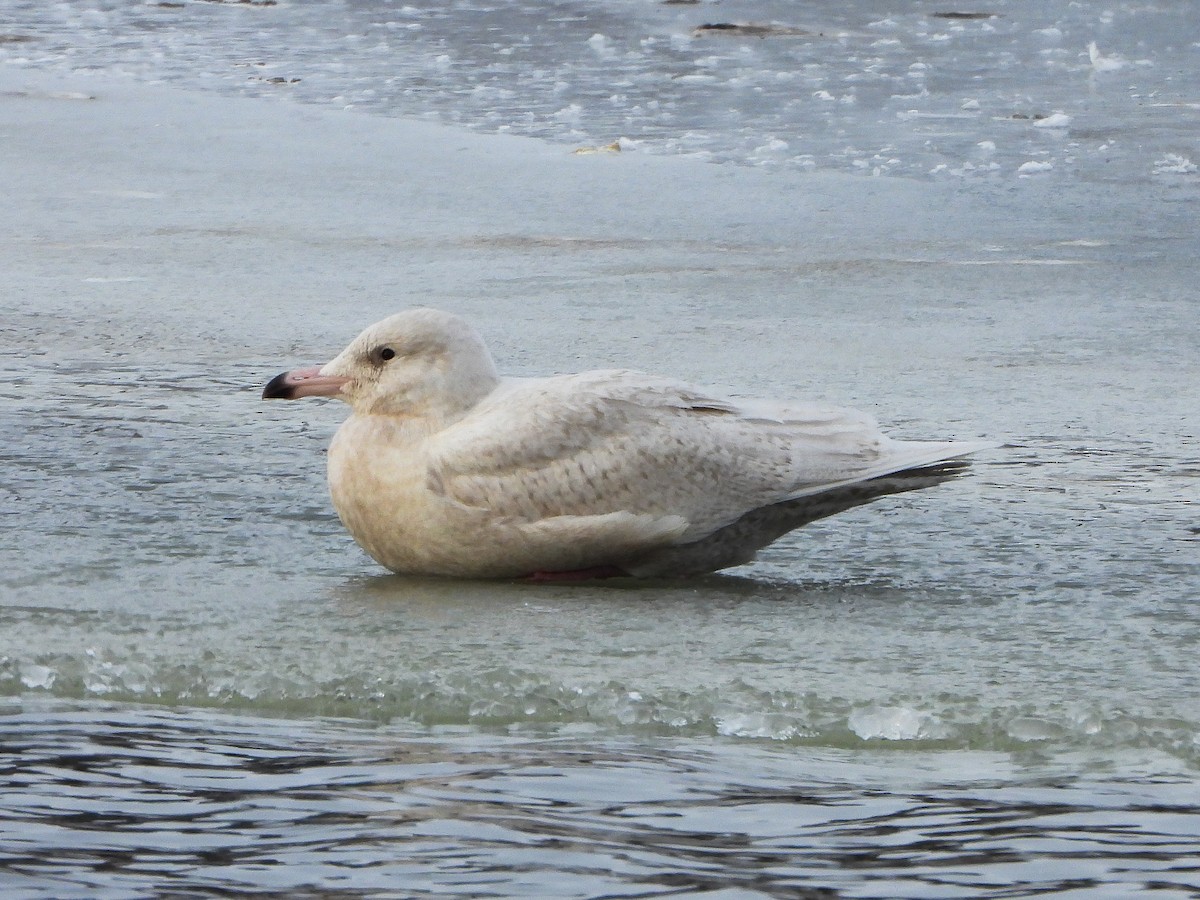 Glaucous Gull - ML646996473