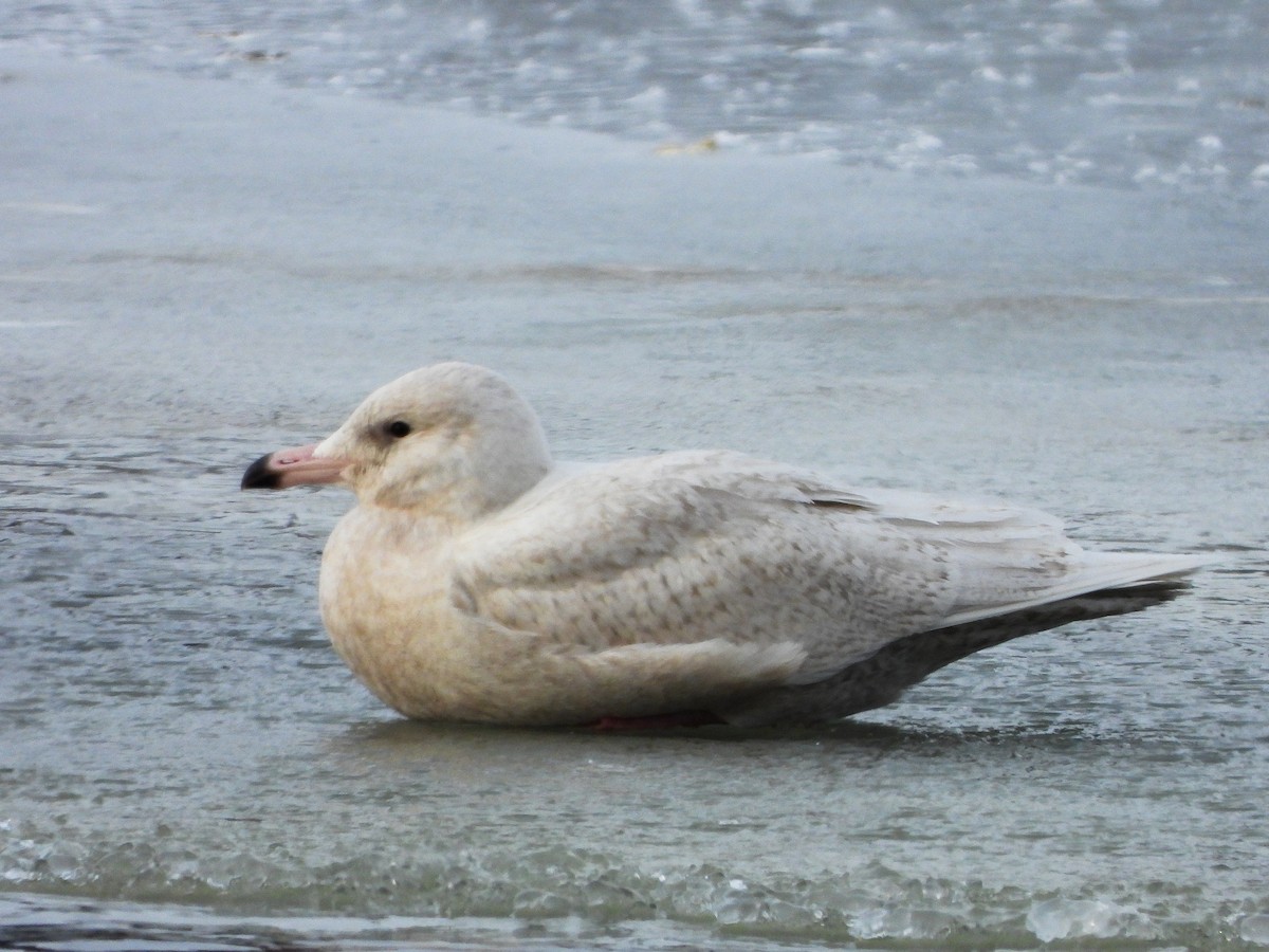 Glaucous Gull - ML646996474