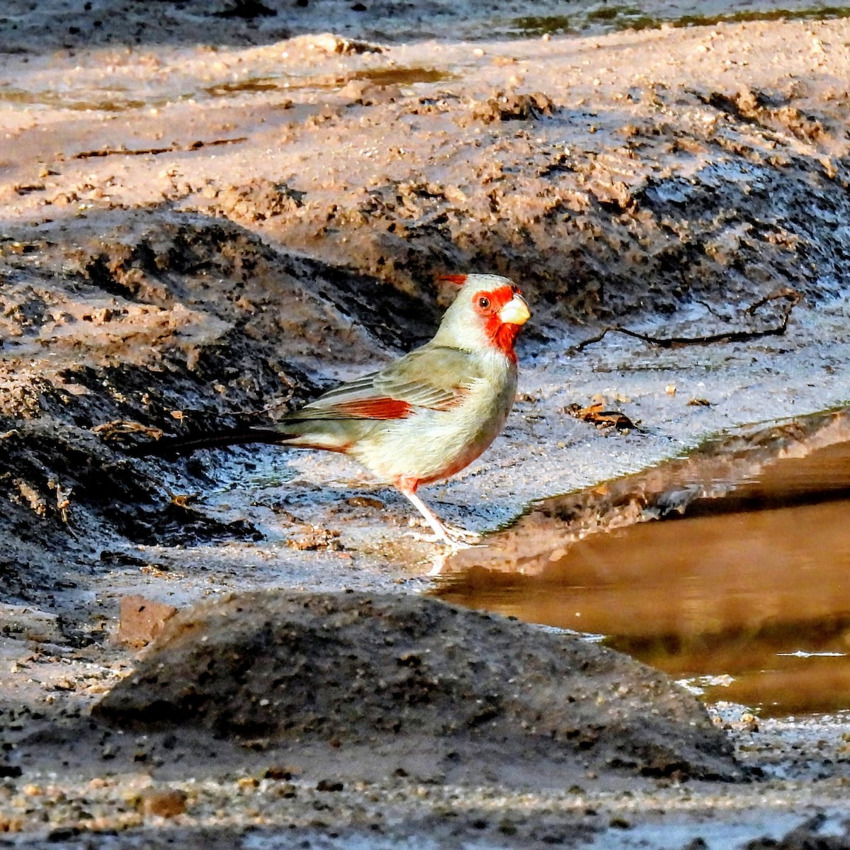 Pyrrhuloxia - ML646996476